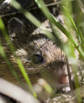 Mouse in Mountain Grass 1364
